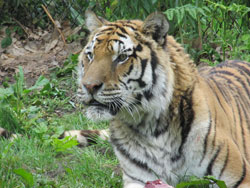 tigress startled