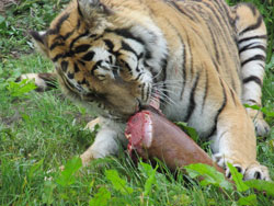 tigress tearing meat