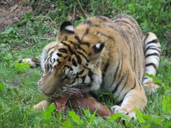 tigress feeding