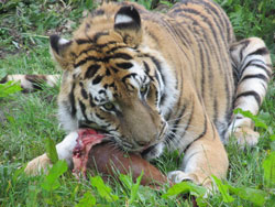 tigress showing her eyes