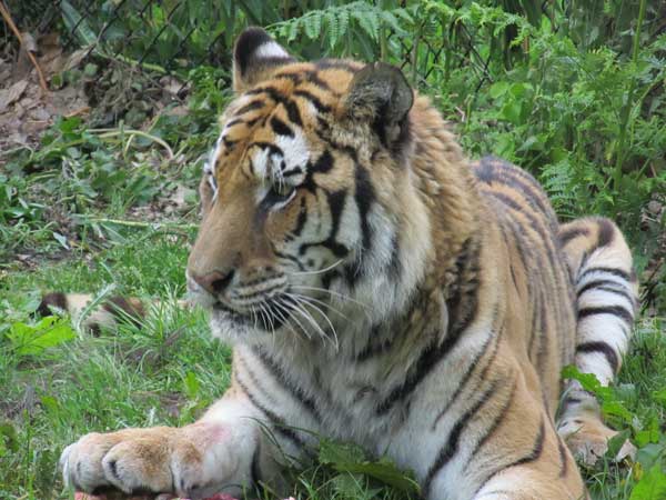 tigress taking break