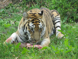 tigress showing back legs akimbo