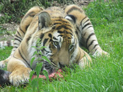 tigress feeding