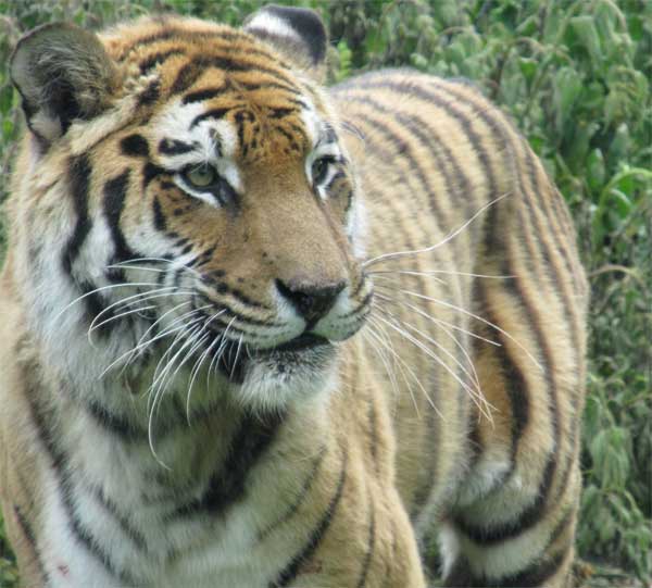 tigress on the move