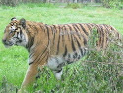 tigress walking