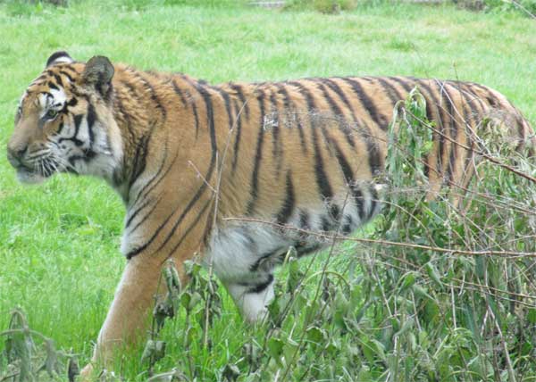 tigress on the move again