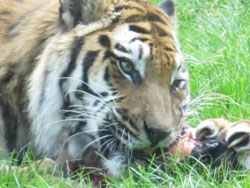 tigress showing claws