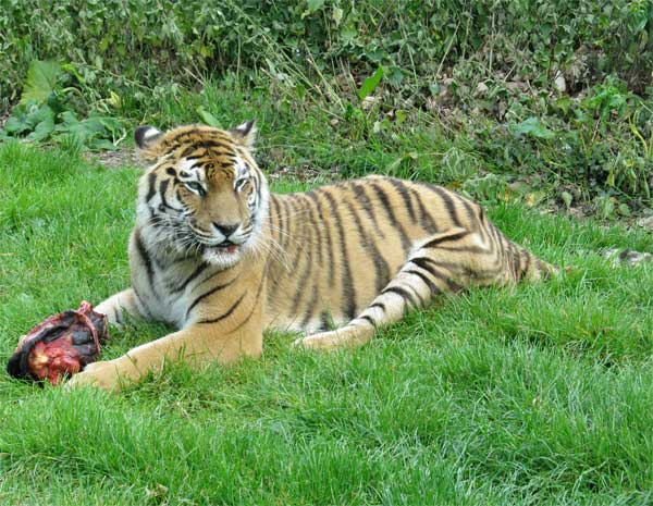 tigress side view