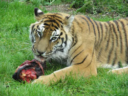 tigress eyeing us up