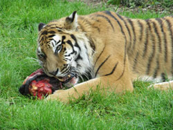 tigress close up chewing meat