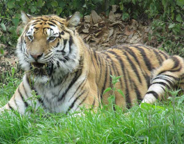 tigress panting wishing us farewell