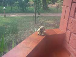 dudley in dudhsagar resort