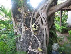 dudley playing in tree in Varca beach