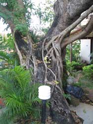 dudley still playing in the tree at Varca beach