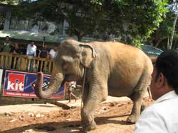 elephant eagerly going to water in pinewalla