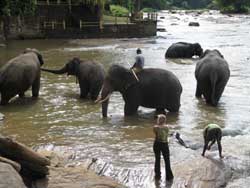 me at waterside watching male elephants in water