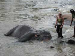 me getting up laughing at experience of washing elephant