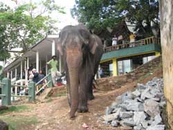 large male entering water in pinewalla