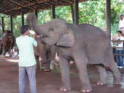 baby elephant still drinking milk in pinewalla