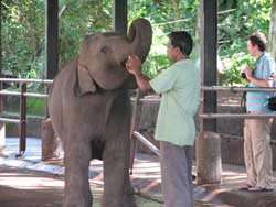 more feeding of elephants in pinewalla