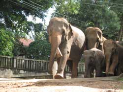 elephant going to water in pinewalla