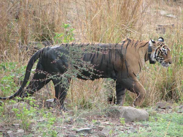 T17 tigress walking away from water in Ranthambhore