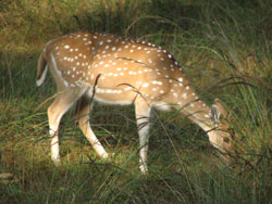 Spotted deer grazing