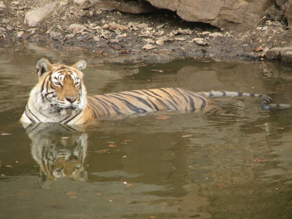 t16 Machili Queen of Bandavgarh
