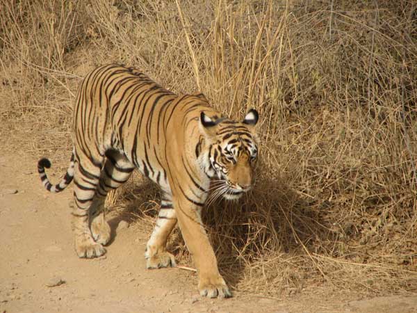 t17 tigress in Ranthambhore following lazily behind jeep